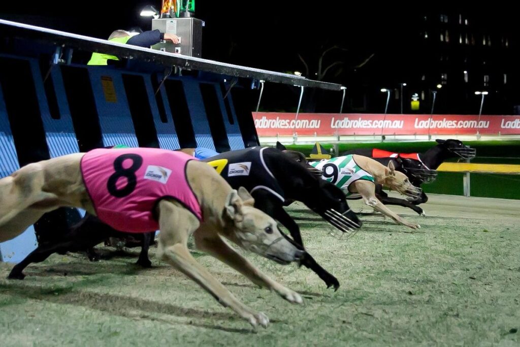 Greyhound Racing Betpro