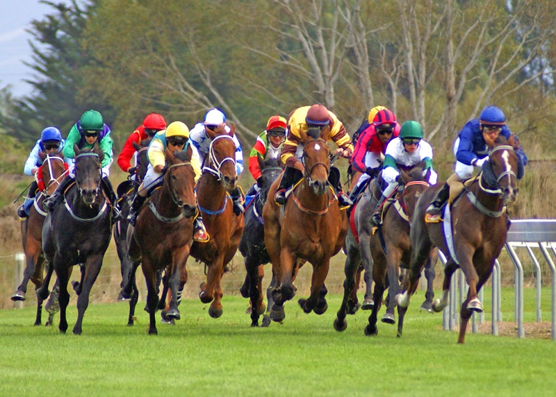 horse racing in bpexch